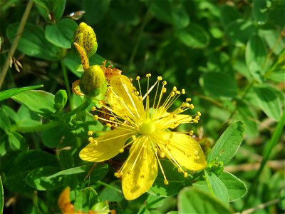 Geflecktes Johanniskraut (Hypericum maculatum) im Naturschutzgebiet Mürmes