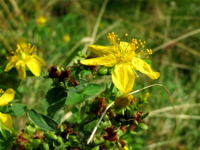 Geflecktes Johanniskraut (Hypericum maculatum) im Naturschutzgebiet Mürmes