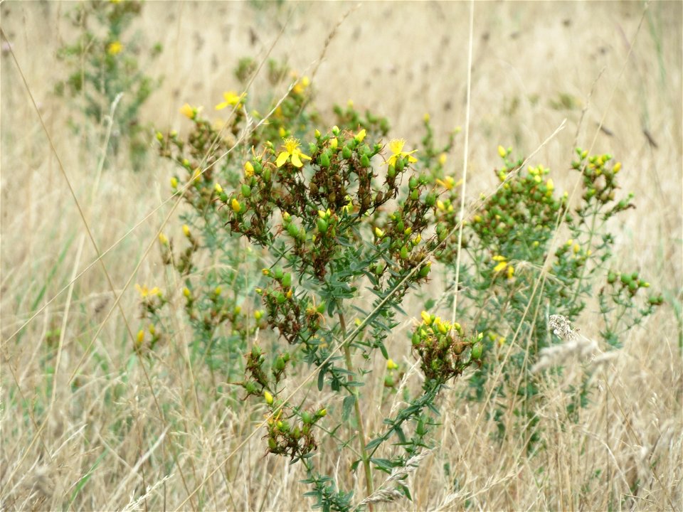 Echtes Johanniskraut (Hypericum perforatum) im Schwetzinger Hardt