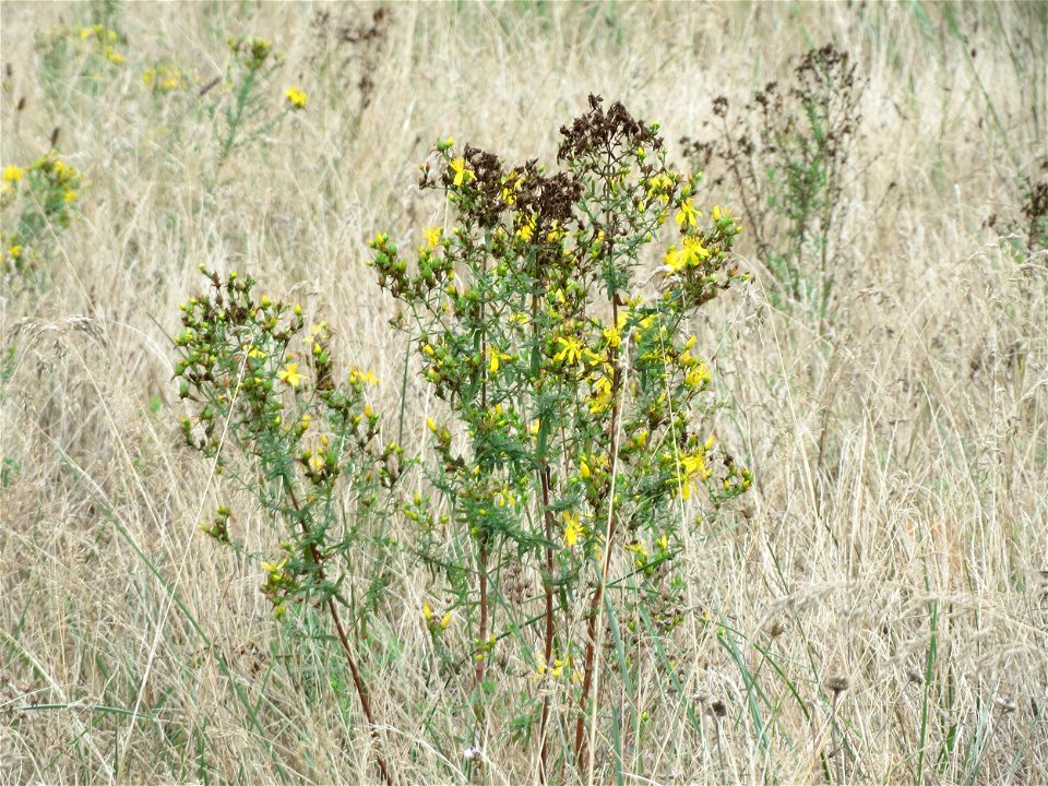 Echtes Johanniskraut (Hypericum perforatum) im Schwetzinger Hardt