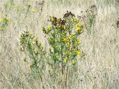 Echtes Johanniskraut (Hypericum perforatum) im Schwetzinger Hardt