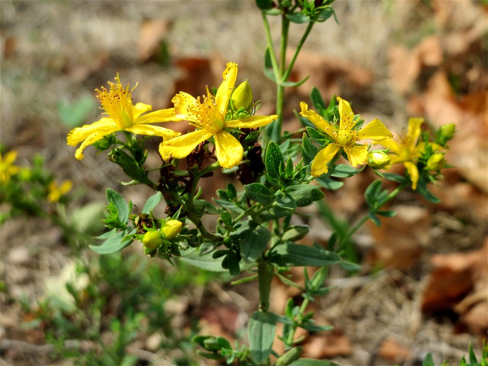 Echtes Johanniskraut (Hypericum perforatum) bei Hockenheim