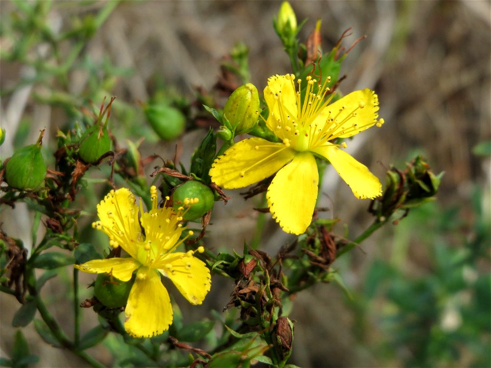 Echtes Johanniskraut (Hypericum perforatum) bei Hockenheim