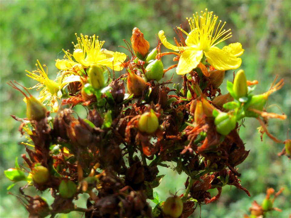 Echtes Johanniskraut (Hypericum perforatum) in Hockenheim-Talhaus