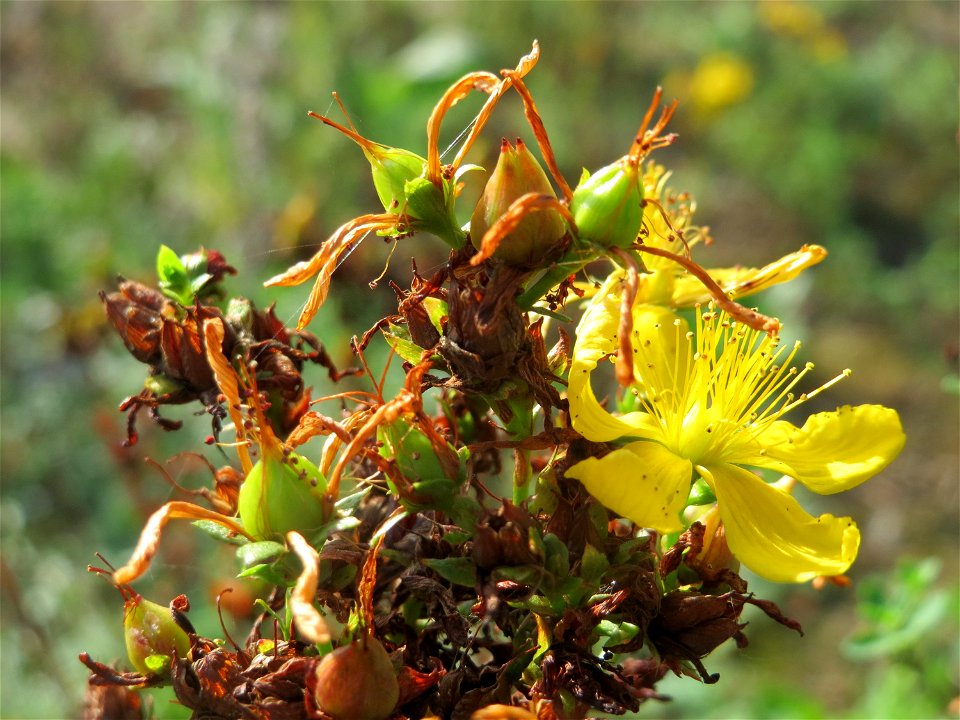 Echtes Johanniskraut (Hypericum perforatum) in Hockenheim-Talhaus