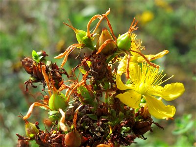Echtes Johanniskraut (Hypericum perforatum) in Hockenheim-Talhaus