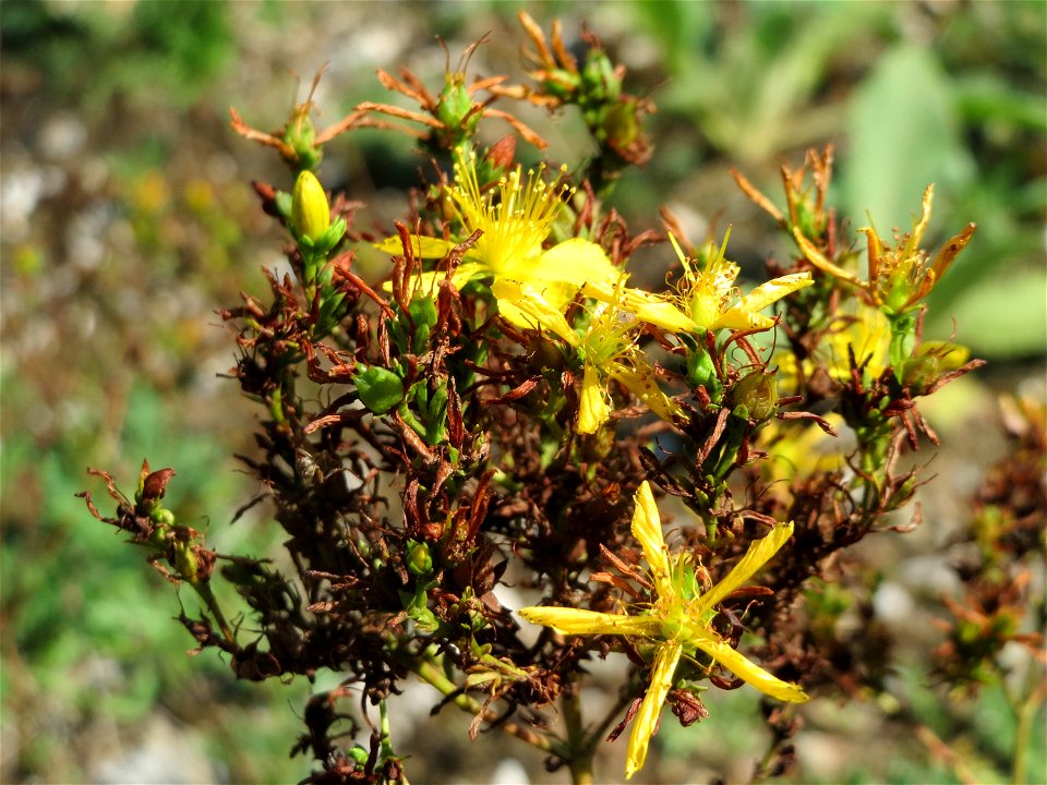 Echtes Johanniskraut (Hypericum perforatum) in Hockenheim-Talhaus