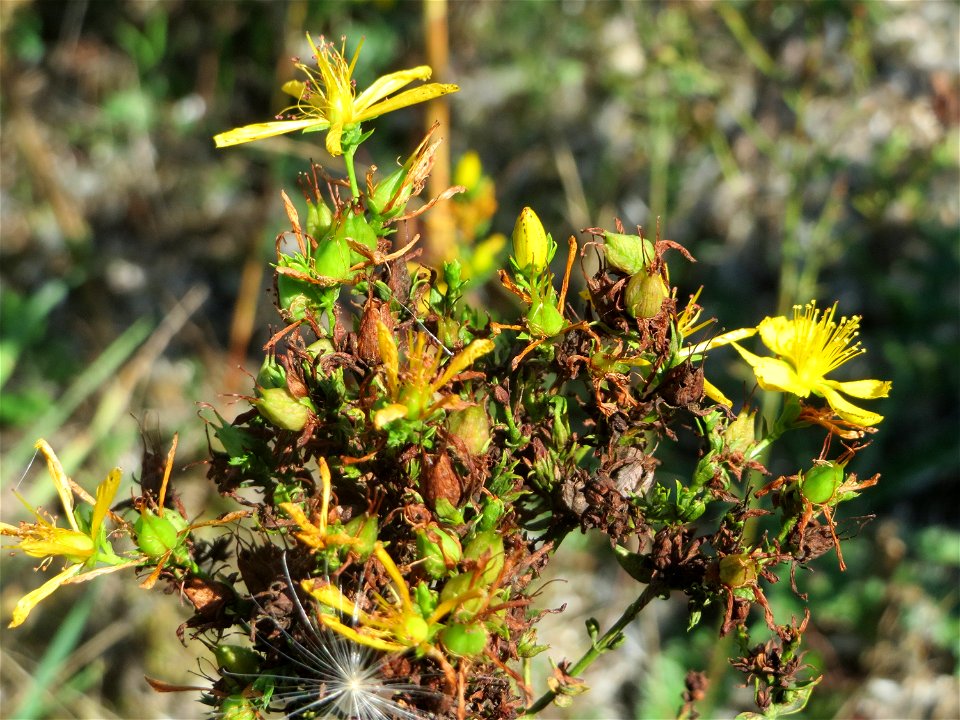 Echtes Johanniskraut (Hypericum perforatum) in Hockenheim-Talhaus