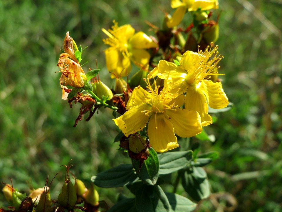 Echtes Johanniskraut (Hypericum perforatum) bei Hockenheim