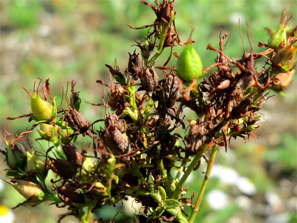 Echtes Johanniskraut (Hypericum perforatum) in Hockenheim-Talhaus