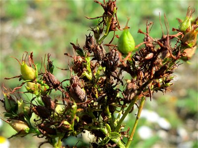 Echtes Johanniskraut (Hypericum perforatum) in Hockenheim-Talhaus