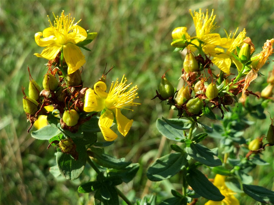 Echtes Johanniskraut (Hypericum perforatum) bei Hockenheim