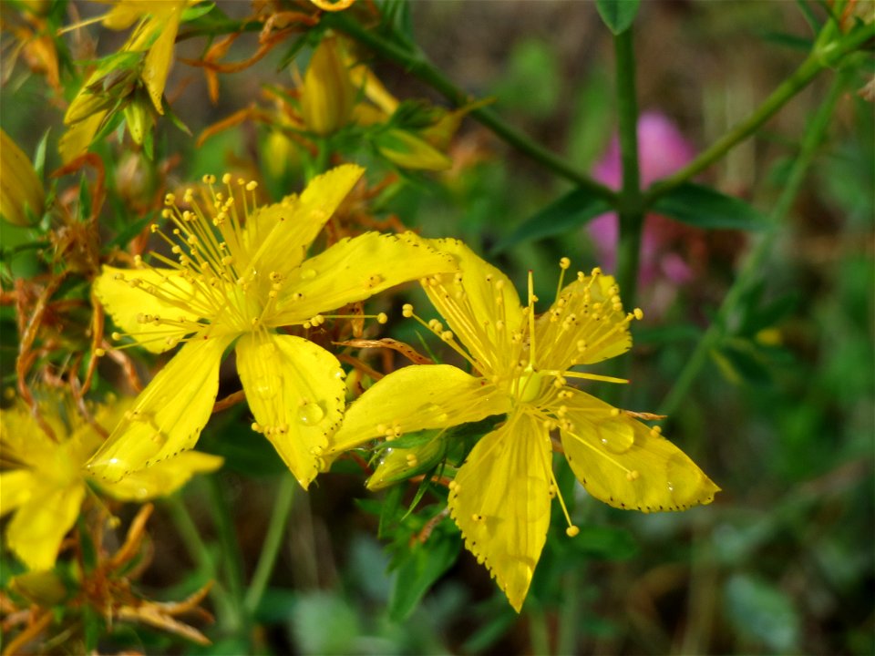 Echtes Johanniskraut (Hypericum perforatum) in Bruchmühlbach-Miesau