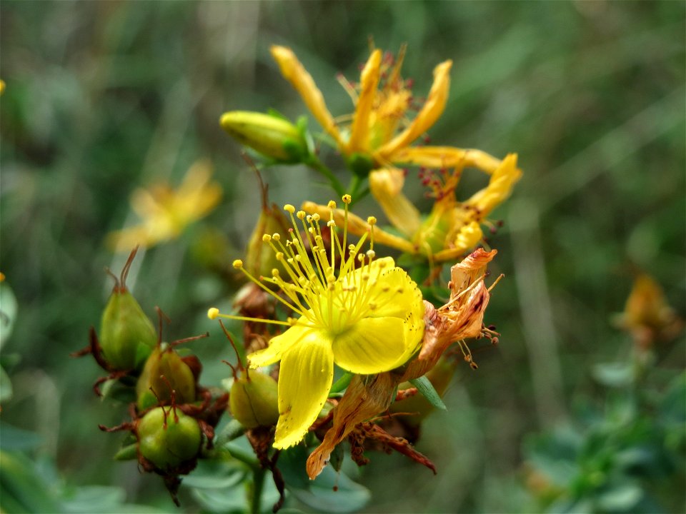 Echtes Johanniskraut (Hypericum perforatum) in Hockenheim