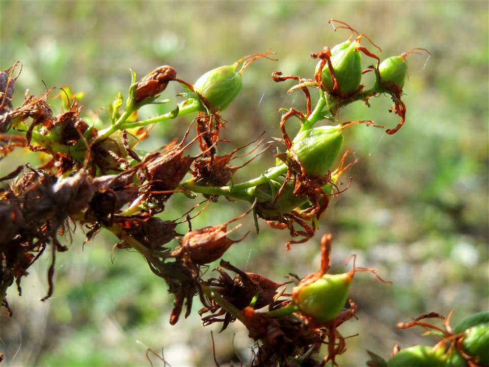 Echtes Johanniskraut (Hypericum perforatum) in Hockenheim-Talhaus