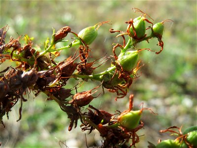 Echtes Johanniskraut (Hypericum perforatum) in Hockenheim-Talhaus