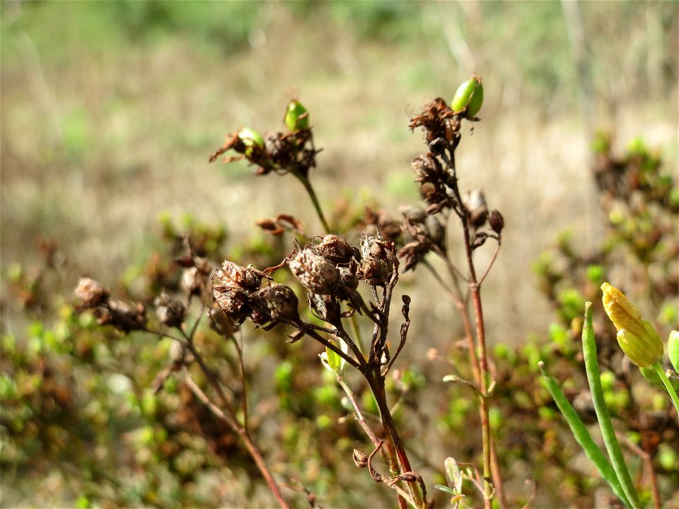 Johanniskraut (Hypericum perforatum) an der A61 in Hockenheimer Rheinbogen