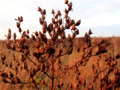 Echtes Johanniskraut (Hypericum perforatum) im Hockenheimer Rheinbogen