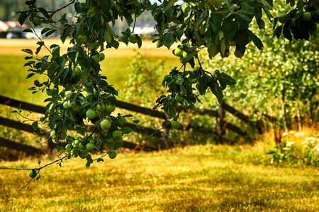 Apples fruit nature