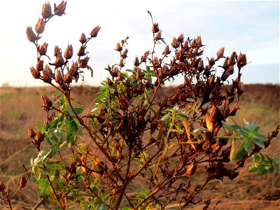 Echtes Johanniskraut (Hypericum perforatum) im Hockenheimer Rheinbogen