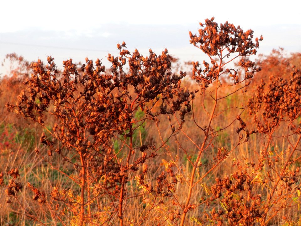 Echtes Johanniskraut (Hypericum perforatum) im Hockenheimer Rheinbogen