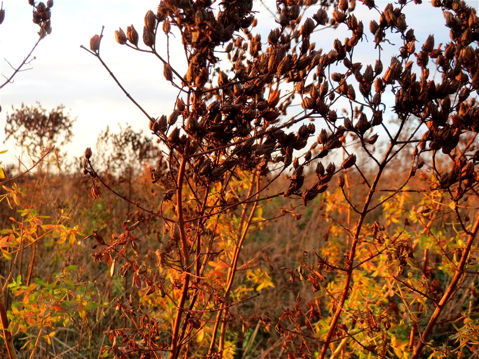 Echtes Johanniskraut (Hypericum perforatum) im Hockenheimer Rheinbogen