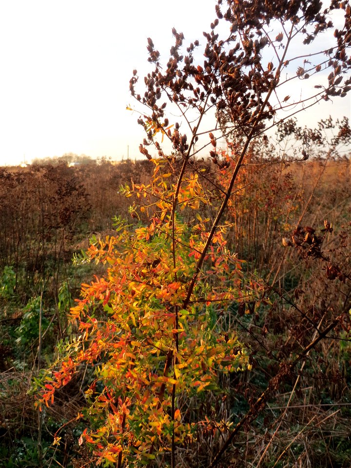 Echtes Johanniskraut (Hypericum perforatum) im Hockenheimer Rheinbogen