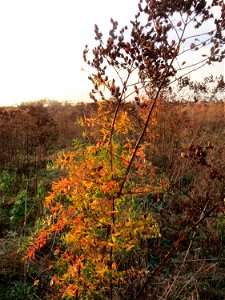 Echtes Johanniskraut (Hypericum perforatum) im Hockenheimer Rheinbogen