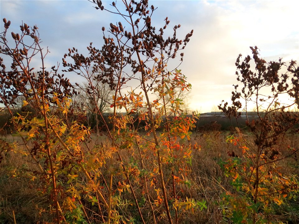 Echtes Johanniskraut (Hypericum perforatum) im Hockenheimer Rheinbogen
