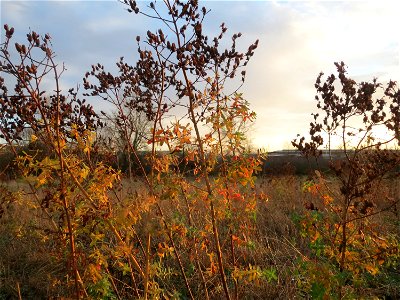 Echtes Johanniskraut (Hypericum perforatum) im Hockenheimer Rheinbogen