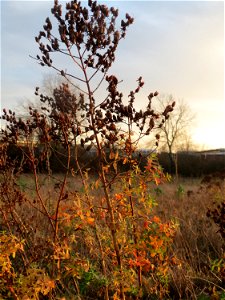Echtes Johanniskraut (Hypericum perforatum) im Hockenheimer Rheinbogen