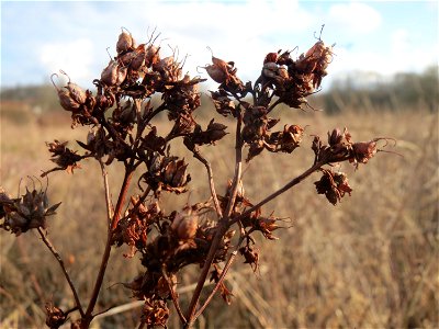Echtes Johanniskraut (Hypericum perforatum) im Naturschutzgebiet "St. Arnualer Wiesen"