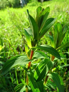 Echtes Johanniskraut (Hypericum perforatum) in Hockenheim