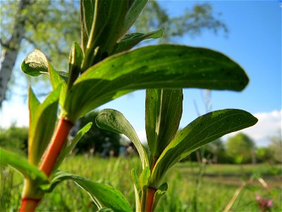 Echtes Johanniskraut (Hypericum perforatum) in Hockenheim