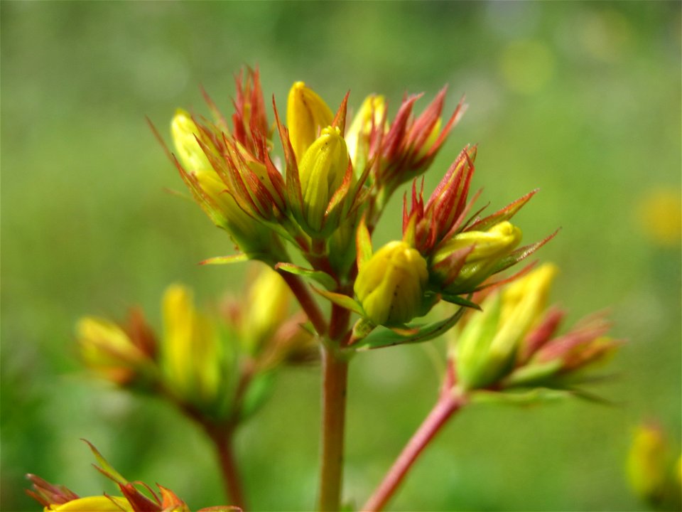 Echtes Johanniskraut (Hypericum perforatum) in Bruchmühlbach-Miesau