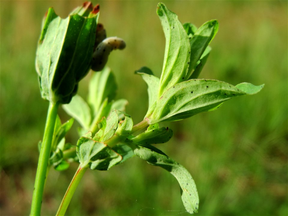 Echtes Johanniskraut (Hypericum perforatum) im Schwetzinger Hardt
