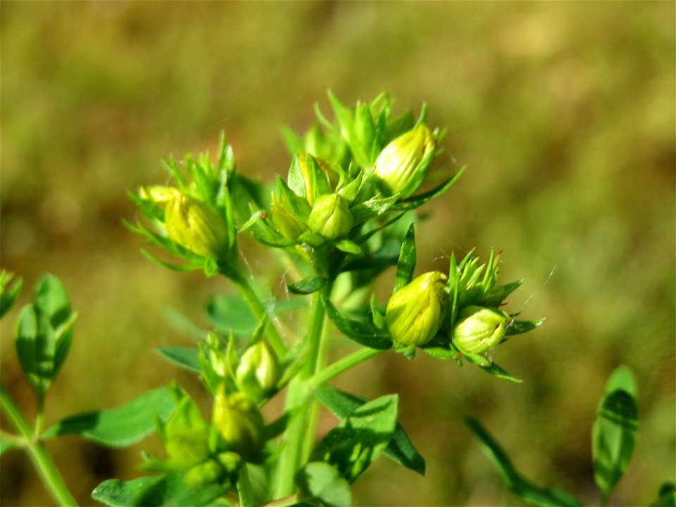 Echtes Johanniskraut (Hypericum perforatum) im Schwetzinger Hardt