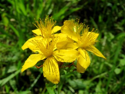Echtes Johanniskraut (Hypericum perforatum) in Hockenheim