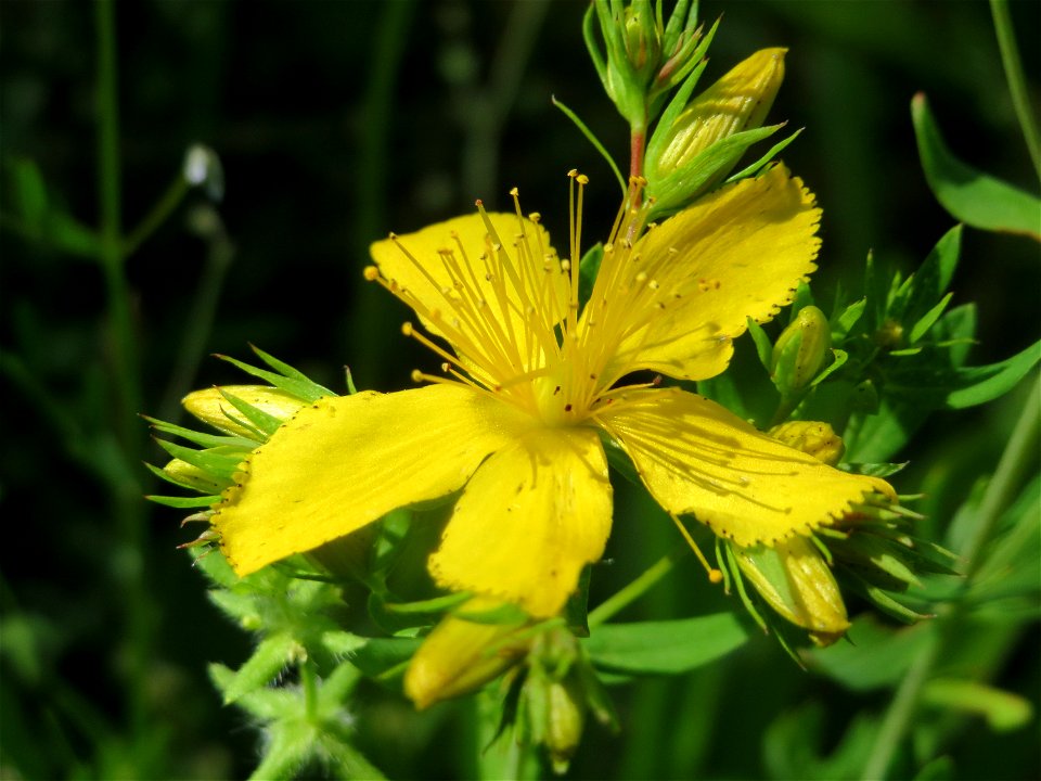 Echtes Johanniskraut (Hypericum perforatum) in Hockenheim
