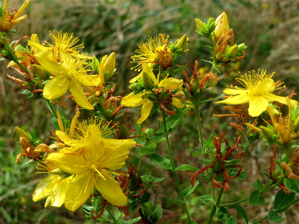 Echtes Johanniskraut (Hypericum perforatum) in Bruchmühlbach-Miesau
