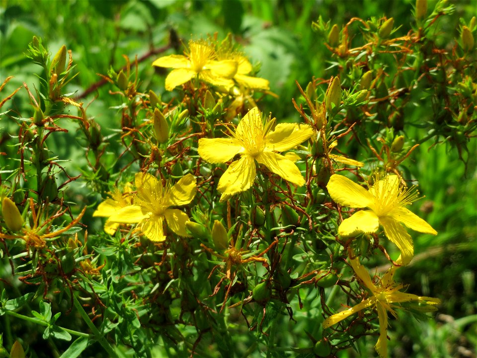 Echtes Johanniskraut (Hypericum perforatum) in Hockenheim