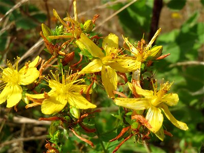 Echtes Johanniskraut (Hypericum perforatum) in Bruchmühlbach-Miesau