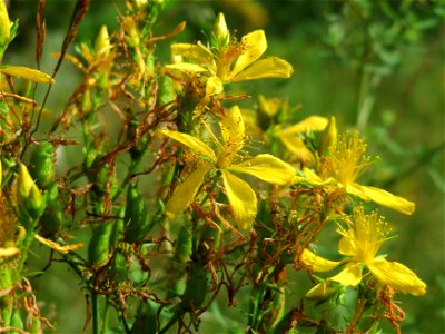 Echtes Johanniskraut (Hypericum perforatum) im Schwetzinger Hardt - an der Bahnstrecke Mannheim-Karlsruhe findet sich ein kleines Sandmagerrasen-Biotop mit typischer Binnendünen-Vegetation