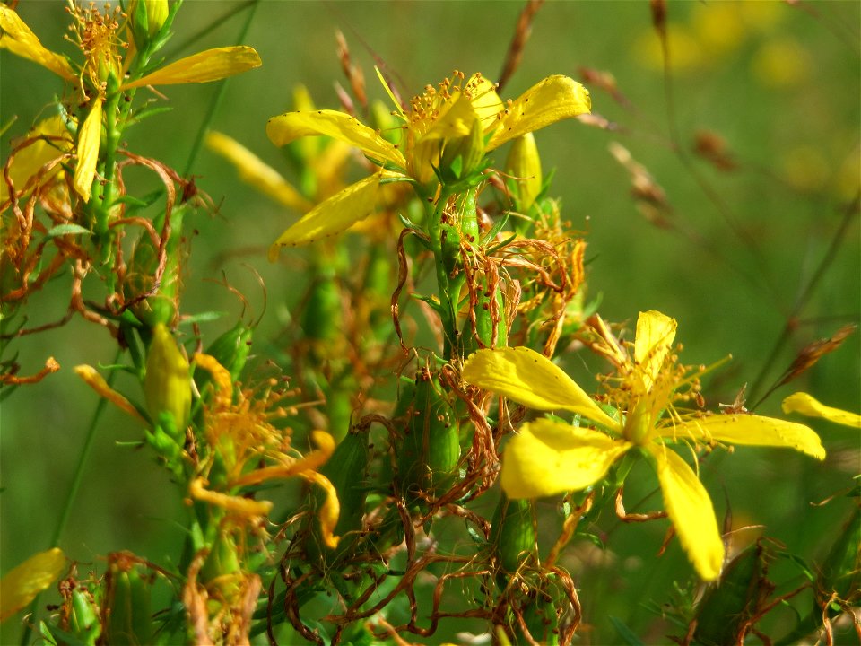 Echtes Johanniskraut (Hypericum perforatum) im Schwetzinger Hardt - an der Bahnstrecke Mannheim-Karlsruhe findet sich ein kleines Sandmagerrasen-Biotop mit typischer Binnendünen-Vegetation