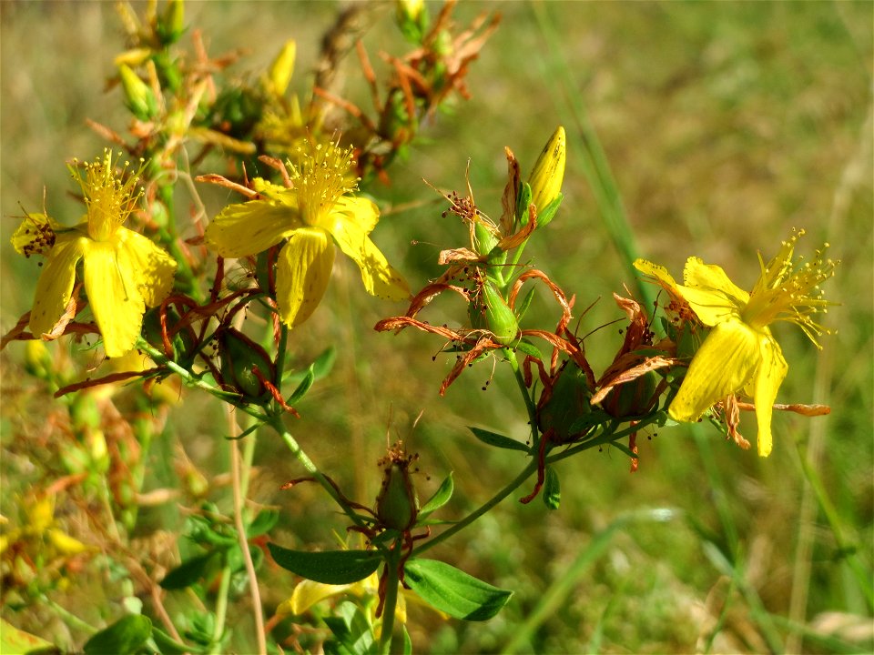 Echtes Johanniskraut (Hypericum perforatum) in Hockenheim