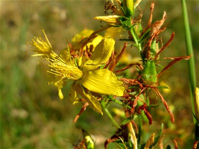 Echtes Johanniskraut (Hypericum perforatum) in Hockenheim