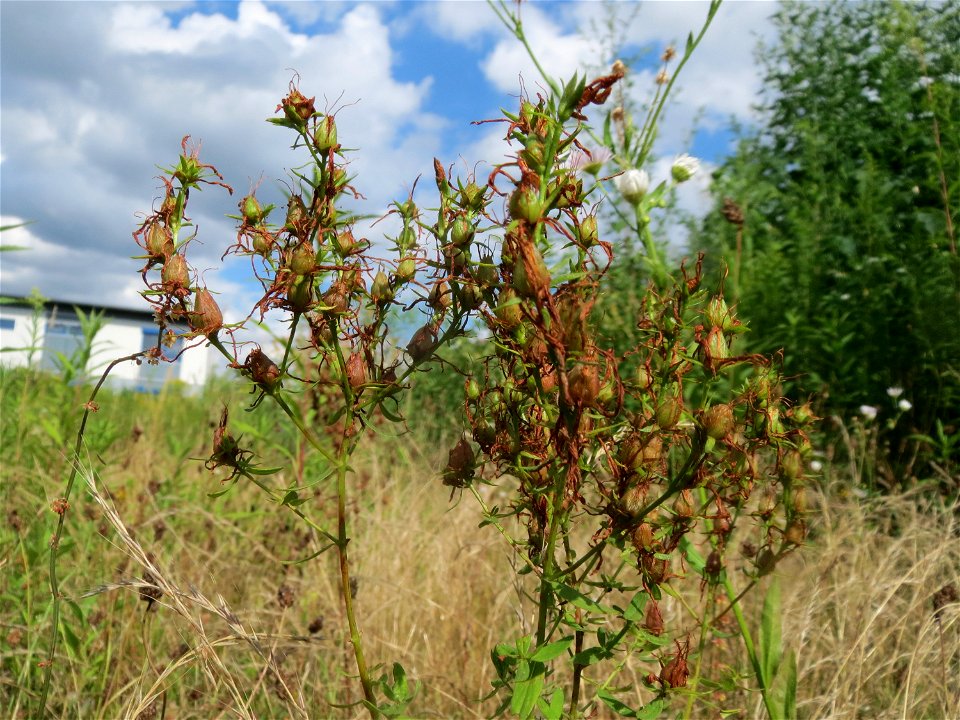 Echtes Johanniskraut (Hypericum perforatum) auf einer Ruderalfläche in Hockenheim-Talhaus