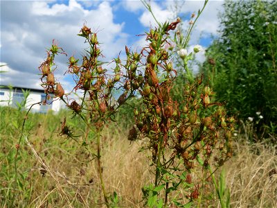 Echtes Johanniskraut (Hypericum perforatum) auf einer Ruderalfläche in Hockenheim-Talhaus