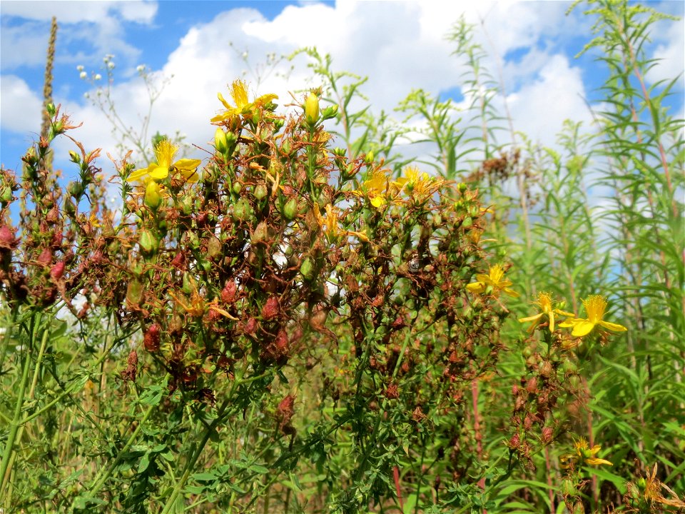 Echtes Johanniskraut (Hypericum perforatum) auf einer Ruderalfläche in Hockenheim-Talhaus