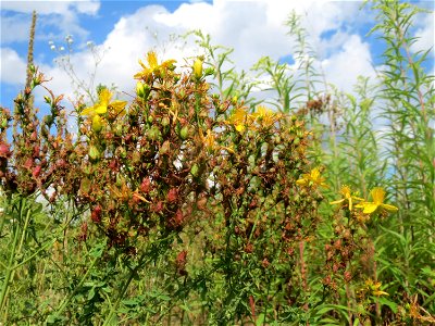 Echtes Johanniskraut (Hypericum perforatum) auf einer Ruderalfläche in Hockenheim-Talhaus